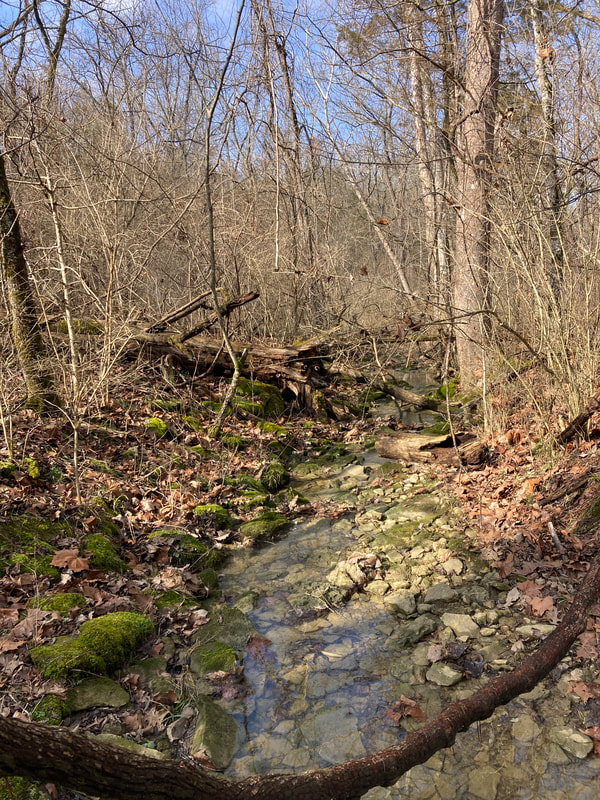Creekbed with a little water, green moss-covered rocks, brown leaves, and bare brown trees around it