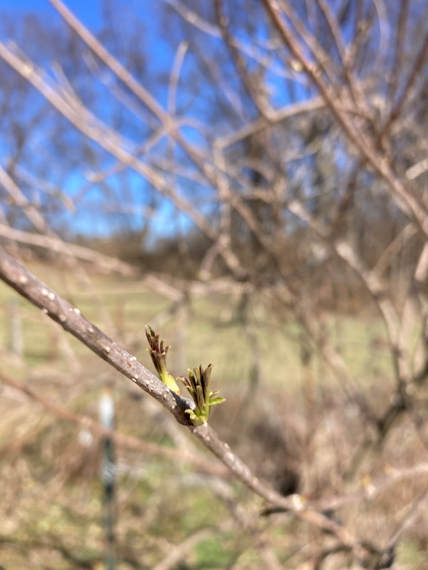 Small, green and red bud emerging from brown elderberry tree branch