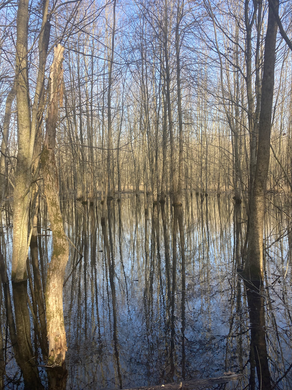 Water-filled wetland area with bare trees reflected in the water