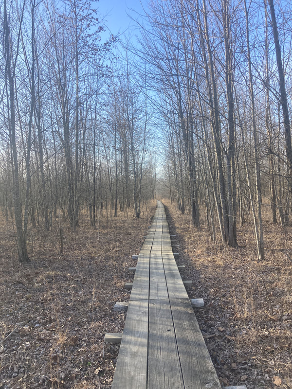Brown-wood boardwalk running in a straight line through a forest of bare trees with fallen brown leaves around it and a blue sky