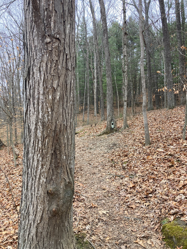 Trail through the woods surrounded by brown fallen leaves and brown tree trunks with a tiny light-blue wood door carved into a tree trunk to the right of the trail. Green cedar trees in the background