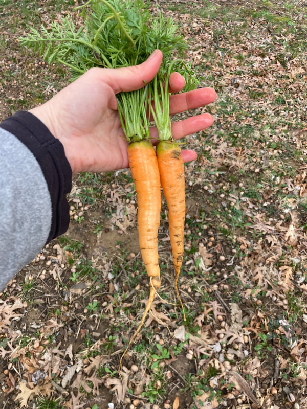 Two freshly harvested orange carrots with green tops held by a white woman's hand