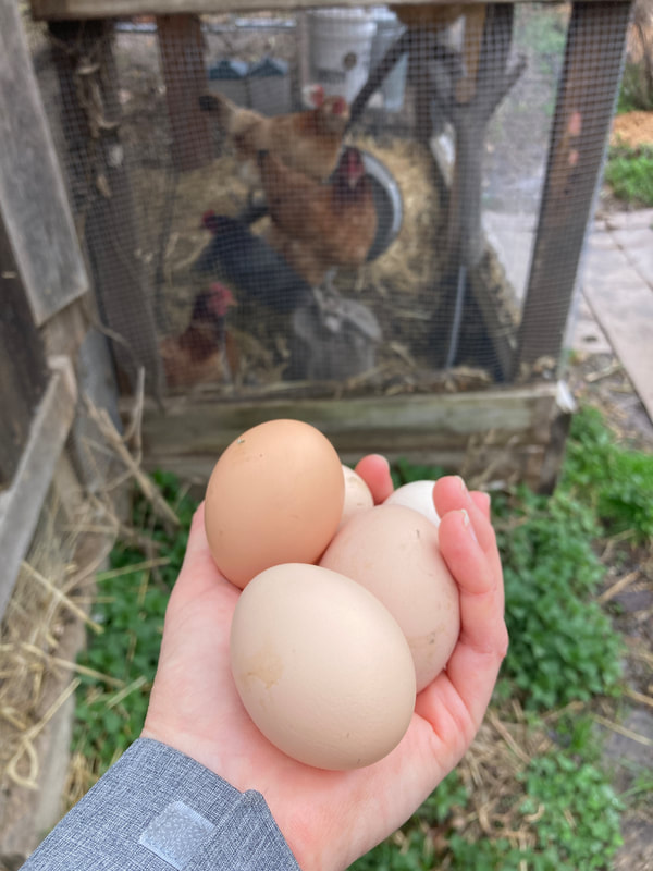 A white woman's hand holding five chicken eggs in varying shades of beige in front of a chicken coop