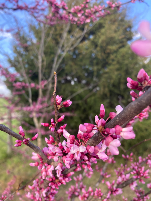 Bright pink redbud blossoms on brown tree limbs with a green cedar tree in the background